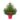 pot-grown-christmas-trees nord-145-p